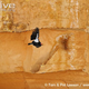 Illustration for article titled Vednesday Vulture - Gymnogyps californianus Edition